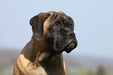 BULLMASTIFF 498